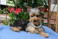 Bella, a female Yorkshire Terrier for sale in Sedalia, MO – 2 of 7