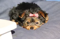 Bella, a female Yorkshire Terrier for sale in Sedalia, MO – Photo 1 of 5