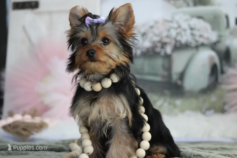 Bella – Yorkshire Terrier puppy for sale in Sedalia, MO