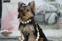 Bella, a female Yorkshire Terrier for sale in Sedalia, MO – Photo 1 of 7