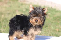 Bella, a female Yorkshire Terrier for sale in Sedalia, MO – Photo 5 of 7