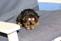 Bella, a female Yorkshire Terrier for sale in Sedalia, MO – Photo 4 of 5