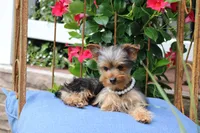 Bella, a female Yorkshire Terrier for sale in Sedalia, MO – 4 of 7