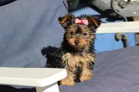 Bella, a female Yorkshire Terrier for sale in Sedalia, MO – Photo 3 of 5