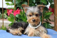 Bella, a female Yorkshire Terrier for sale in Sedalia, MO – 3 of 7