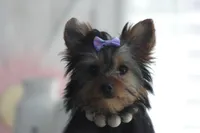 Bella, a female Yorkshire Terrier for sale in Sedalia, MO – Photo 2 of 7