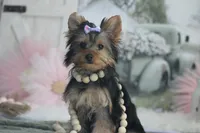 Bella, a female Yorkshire Terrier for sale in Sedalia, MO – Photo 3 of 7