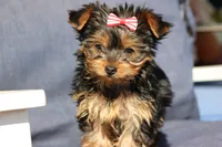 Bella, a female Yorkshire Terrier for sale in Sedalia, MO – Photo 2 of 5