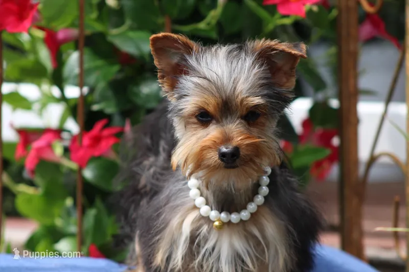 Bella – Yorkshire Terrier puppy for sale in Sedalia, MO