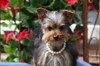 Bella, a female Yorkshire Terrier for sale in Sedalia, MO – 1 of 7