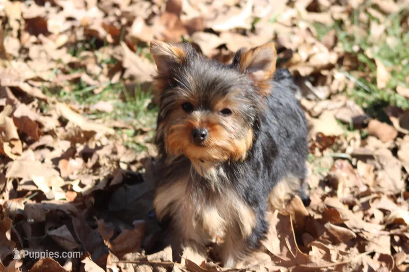 Bella – Yorkshire Terrier puppy for sale in Sedalia, MO