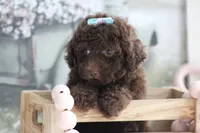 LUNA, a female Poodle - Toy  for sale in Sedalia, MO – 1 of 5