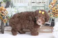 SASHA, a female Poodle - Miniature  for sale in Sedalia, MO – 3 of 4