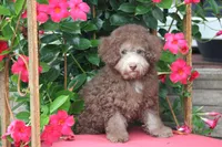 MICKEY, a male Poodle - Toy  for sale in Sedalia, MO – 5 of 6