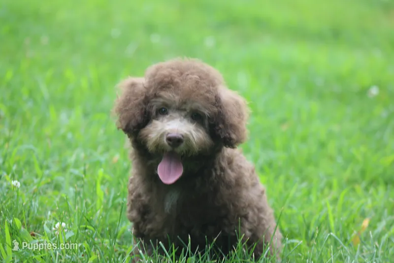 MICKEY – Poodle - Toy  puppy for sale in Sedalia, MO