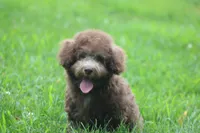 MICKEY, a male Poodle - Toy  for sale in Sedalia, MO – 1 of 6