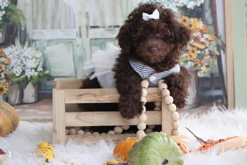 LISA – Poodle - Toy  puppy for sale in Sedalia, MO