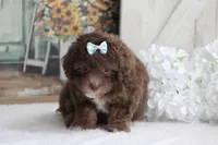 SARA, a female Poodle - Miniature  for sale in Sedalia, MO – 2 of 5