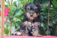 Gavin, a male Yorkshire Terrier for sale in Sedalia, MO – 3 of 3
