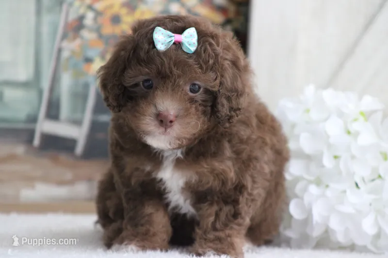 SARA – Poodle - Miniature  puppy for sale in Sedalia, MO