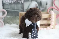 Lee, a male Poodle - Toy  for sale in Sedalia, MO – 2 of 4