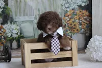 Sammy, a male Poodle - Miniature  for sale in Sedalia, MO – 3 of 5