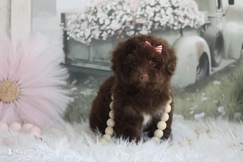 Jazzy – Poodle - Toy  puppy for sale in Sedalia, MO