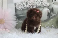 Jazzy, a female Poodle - Toy  for sale in Sedalia, MO – 1 of 5