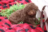 Jazzy, a female Poodle - Toy  for sale in Sedalia, MO – Photo 3 of 4