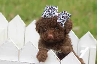 Jazzy, a female Poodle - Toy  for sale in Sedalia, MO – Photo 1 of 4