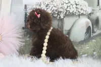 Jazzy, a female Poodle - Toy  for sale in Sedalia, MO – 5 of 5