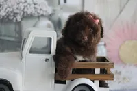 Jazzy, a female Poodle - Toy  for sale in Sedalia, MO – 4 of 5