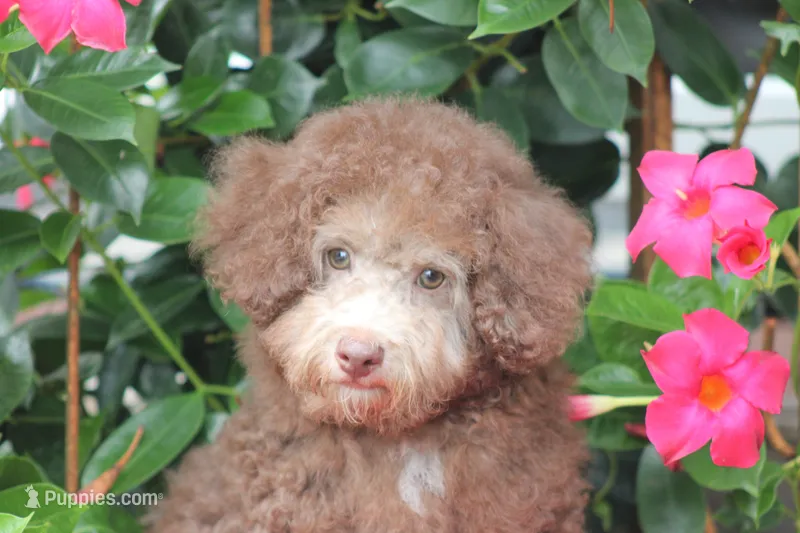 MICKEY – Poodle - Toy  puppy for sale in Sedalia, MO