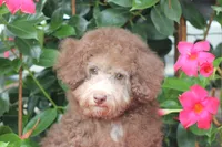 MICKEY, a male Poodle - Toy  for sale in Sedalia, MO – 3 of 6