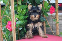Tiffany, a female Yorkshire Terrier for sale in Sedalia, MO – 4 of 4