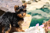 Tiffany, a female Yorkshire Terrier for sale in Sedalia, MO – 2 of 4