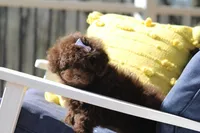 Holly, a female Poodle - Toy  for sale in Sedalia, MO – 4 of 8