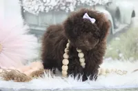 Holly, a female Poodle - Toy  for sale in Sedalia, MO – 3 of 8