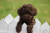 Holly, a female Poodle - Toy  for sale in Sedalia, MO – Photo 5 of 5