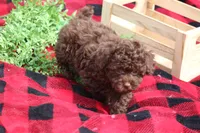 Holly, a female Poodle - Toy  for sale in Sedalia, MO – Photo 3 of 5
