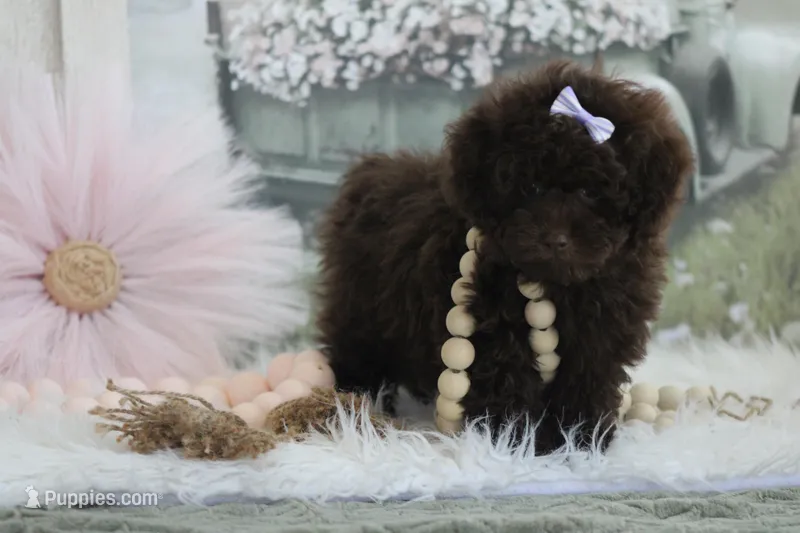 Holly – Poodle - Toy  puppy for sale in Sedalia, MO