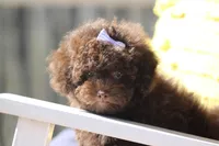 Holly, a female Poodle - Toy  for sale in Sedalia, MO – 5 of 8