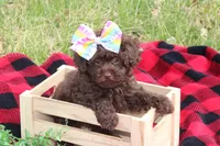 Holly, a female Poodle - Toy  for sale in Sedalia, MO – Photo 1 of 5
