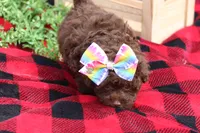 Holly, a female Poodle - Toy  for sale in Sedalia, MO – Photo 2 of 5