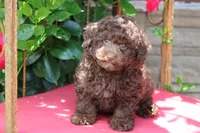 MAX, a male Poodle - Toy  for sale in Sedalia, MO – 3 of 4