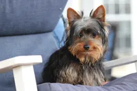 Oliver, a male Yorkshire Terrier for sale in Sedalia, MO – Photo 1 of 5