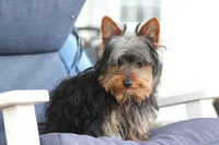 Oliver, a male Yorkshire Terrier for sale in Sedalia, MO – Photo 5 of 5