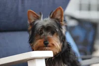 Oliver, a male Yorkshire Terrier for sale in Sedalia, MO – Photo 2 of 5