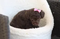 Molly, a female Poodle - Toy  for sale in Sedalia, MO – Photo 3 of 4