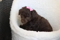 Molly, a female Poodle - Toy  for sale in Sedalia, MO – Photo 4 of 4